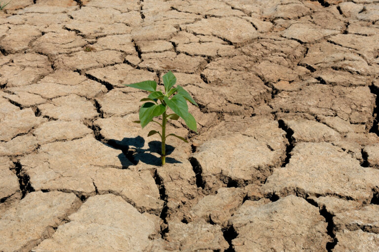 Photographie d'un sol asséché malgré le manque d'eau une petite plante pousse